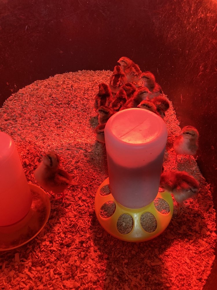 STANDARD FEED AND SEED Updated May 2024 56 Photos & 23 Reviews