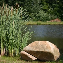 Corcoran Vineyards