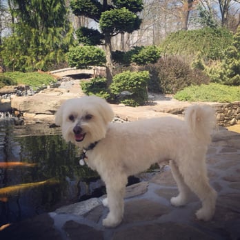 The Downtown Dog - Post groom and he looks fabulous! - Pet Groomers Near Me - New Milford, Connecticut The Downtown Dog - Post groom and he looks fabulous! - Pet Groomers Near Me - New Milford, Connecticut