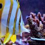 Photo of Deep Blue Aquatics