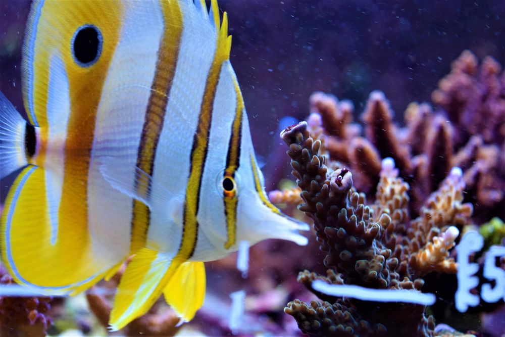 DEEP BLUE AQUATICS Updated September 2024 15 Photos 53 Trent Road