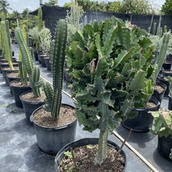 JM Nursery