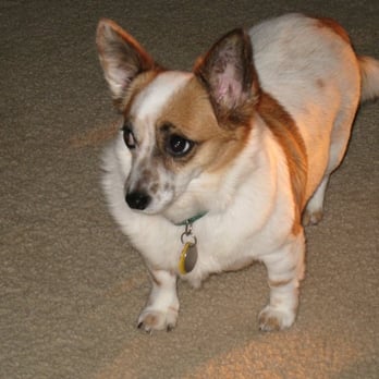 Citizens For Animal Protection - "Bridgette" adopted from CAP - Animal Shelters Near Me - Houston, Texas Citizens For Animal Protection - "Bridgette" adopted from CAP - Animal Shelters Near Me - Houston, Texas
