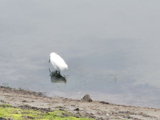 Bolsa Chica Ecological Reserve by null