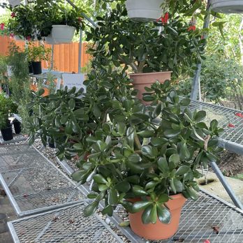 Briermere Farms - Beautiful Jade plants - Bakeries Near Me - Riverhead, New York