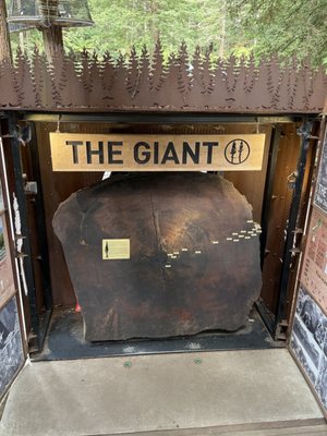 Redwoods Treewalk by null