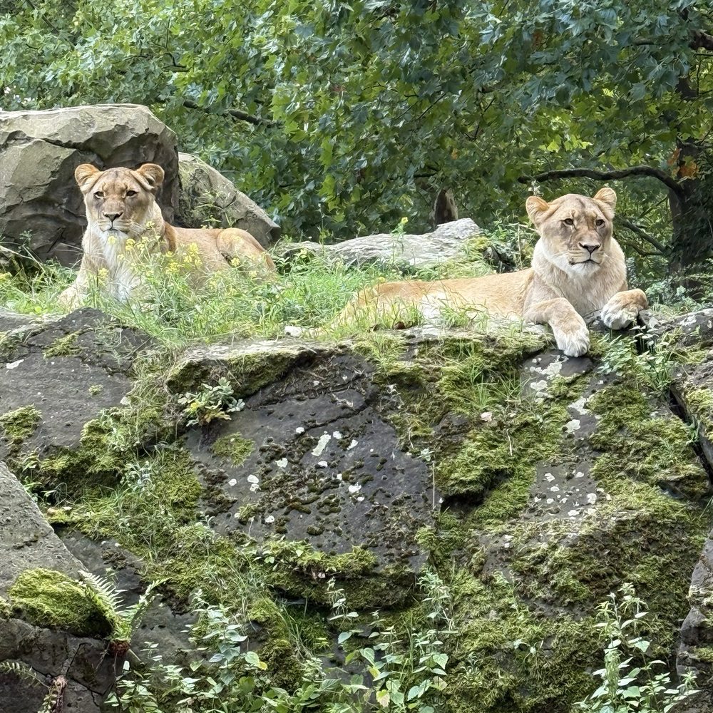 ZOO BERLIN - Zoos Near Me - Berlin, BE ZOO BERLIN - Zoos Near Me - Berlin, BE