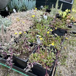 Hallene Farm - The variety of succulents is amazing. The Dunce Caps are one of my favorites