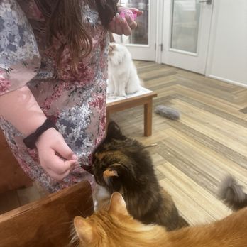 Cat Cafe Moff - Cats begging for treats - Themed Cafes Near Me - Honolulu, Hawaii Cat Cafe Moff - Cats begging for treats - Themed Cafes Near Me - Honolulu, Hawaii