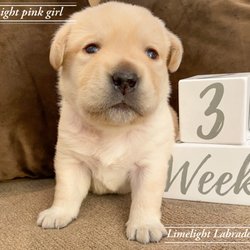 Limelight Labradors