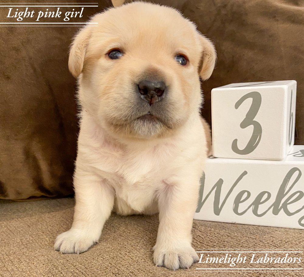 LIMELIGHT LABRADORS Updated September 2024 Marengo, Illinois Pet