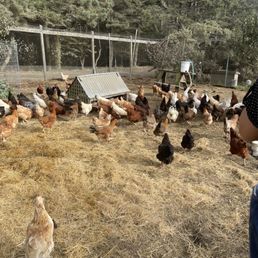 Chickens at Mar Vista Chickens at Mar Vista