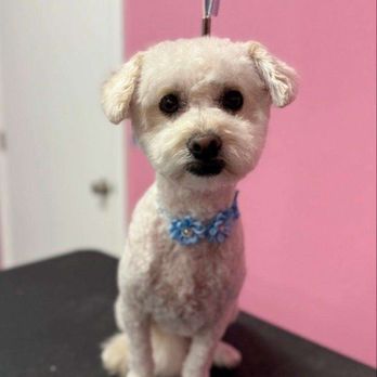 Lush Spaw - Pet Groomers Near Me - Santa Clara, California Lush Spaw - Pet Groomers Near Me - Santa Clara, California