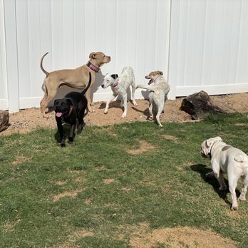 Synergy Cane9 - Pet Training Near Me - Scottsdale, Arizona Synergy Cane9 - Pet Training Near Me - Scottsdale, Arizona