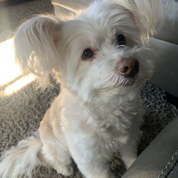 Woofers Grooming & Goodies - Much better. - Pet Groomers Near Me - Spanaway, Washington Woofers Grooming & Goodies - Much better. - Pet Groomers Near Me - Spanaway, Washington
