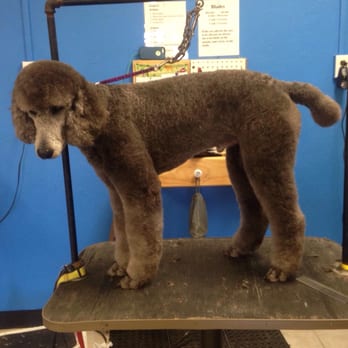 Unleashed Pet Grooming School - A standard poodle with a lamb cut - Pet Groomers Near Me - Oklahoma City, Oklahoma Unleashed Pet Grooming School - A standard poodle with a lamb cut - Pet Groomers Near Me - Oklahoma City, Oklahoma