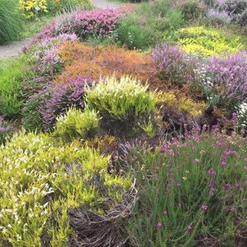 Connie Hansen Garden Conservancy - Heather - Botanical Gardens Near Me - Lincoln City, Oregon