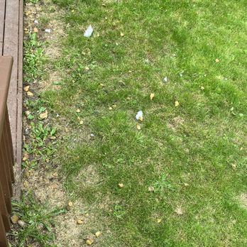 Invitation Homes - Insulation and weeds galore I the backyard - Property Management Near Me - Bellevue, Washington Invitation Homes - Insulation and weeds galore I the backyard - Property Management Near Me - Bellevue, Washington