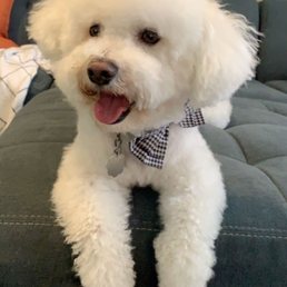 Westley, our bichon frise, with a fresh cut! Westley, our bichon frise, with a fresh cut!