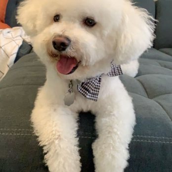 Long Dog Fat Cat - Westley, our bichon frise, with a fresh cut! - Pet Stores Near Me - Omaha, Nebraska Long Dog Fat Cat - Westley, our bichon frise, with a fresh cut! - Pet Stores Near Me - Omaha, Nebraska