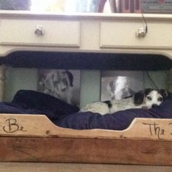 Boston Heights Veterinary Hospital - My one eyed Daisy living the good life in part to Boston Height!