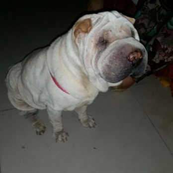 Doggie Grooming Mobile Spa - happy with doggie grooming mobile spa. - Pet Groomers Near Me Doggie Grooming Mobile Spa - happy with doggie grooming mobile spa. - Pet Groomers Near Me