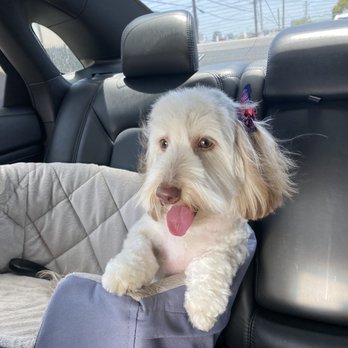 Barks & Tales Dog Spa - Ero - Pet Sitting Near Me - Miami, Florida Barks & Tales Dog Spa - Ero - Pet Sitting Near Me - Miami, Florida