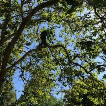 Gold Country Forestry - Limb walking - Tree Services Near Me Gold Country Forestry - Limb walking - Tree Services Near Me