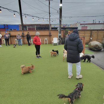 Dog Yard Bar - Dog Parks Near Me - Seattle, Washington