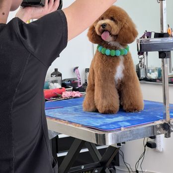 Mishka Grooming - Pet Groomers Near Me - Beverly Hills, California Mishka Grooming - Pet Groomers Near Me - Beverly Hills, California