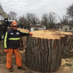 Homer Tree Care - Homer Tree worker tree removal standing next to large tree stump