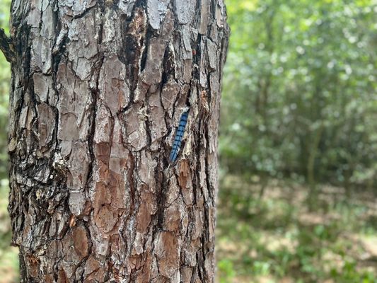 Lake Houston Wilderness Park by null