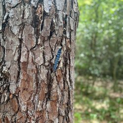 Lake Houston Wilderness Park