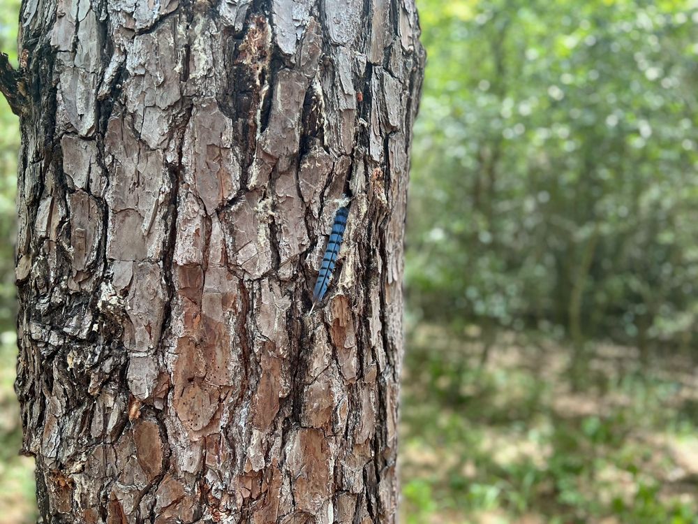 Lake Houston Wilderness Park Image