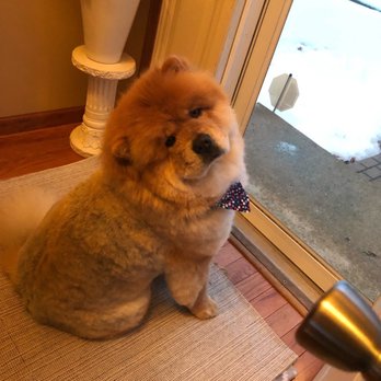 Doggie Divine Pet Salon - After his groom--his coat now looks splotchy and mottled brown/grey - Pet Groomers Near Me - St. Charles, Illinois Doggie Divine Pet Salon - After his groom--his coat now looks splotchy and mottled brown/grey - Pet Groomers Near Me - St. Charles, Illinois