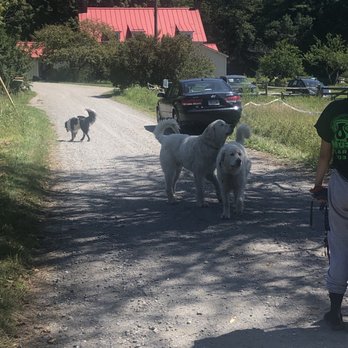 Vermont Shepherd - Cheese Shops Near Me - Putney, Vermont