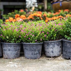 Garden Center of Gypsum
