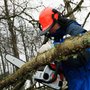 Green Leaf Tree Care
