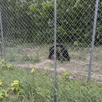 Oswald's Bear Ranch - Zoos Near Me - Newberry, Michigan