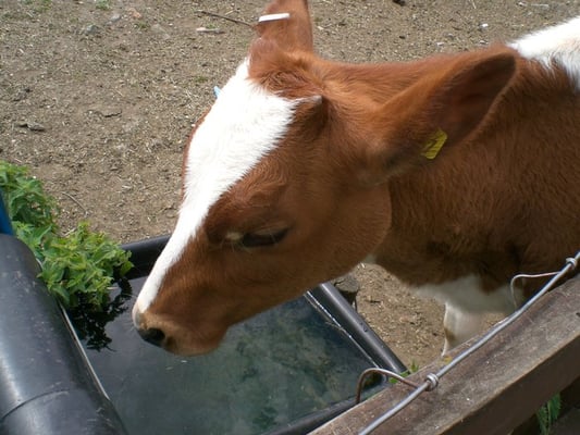 Hackney City Farm by null