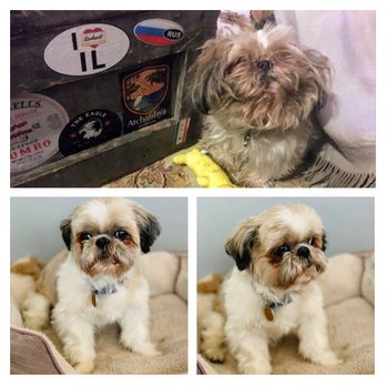 Howlistic Grooming - Before and after grooming - Pet Groomers Near Me - Chicago, Illinois Howlistic Grooming - Before and after grooming - Pet Groomers Near Me - Chicago, Illinois