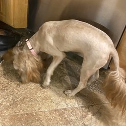 The Savvy Dog - Dog shaved (after grooming