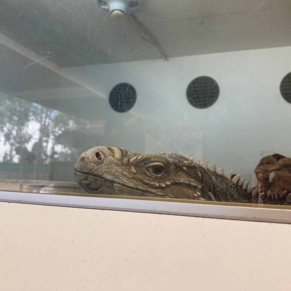Amazon Reptile Center - Reptile Shops Near Me - Montclair, California Amazon Reptile Center - Reptile Shops Near Me - Montclair, California