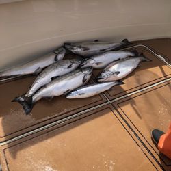 Kinns Sport Fishing - Salmon and steelhead trout.