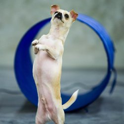 Zoom Room Dog Training