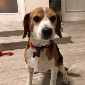 Paw Care Miami - Goofy - Pet Boarding Near Me Paw Care Miami - Goofy - Pet Boarding Near Me