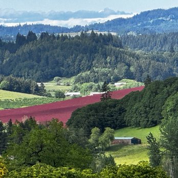 Ghost Hill Cellars - Spring Crimson Clover view from Ghost Hill Cellars - Wineries Near Me - Carlton, Oregon