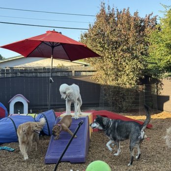 Marin Pet Care Pros - Playtime after supper! - Pet Training Near Me Marin Pet Care Pros - Playtime after supper! - Pet Training Near Me