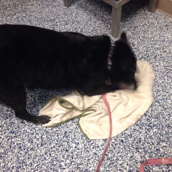 Treats Unleashed - Lady - Pet Groomers Near Me - Leawood, Kansas Treats Unleashed - Lady - Pet Groomers Near Me - Leawood, Kansas