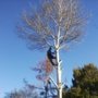 Photo of Jim's Tree Service